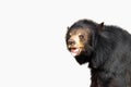 Asiatic Black Bear  isolated Royalty Free Stock Photo