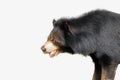 Asiatic Black Bear  isolated Royalty Free Stock Photo