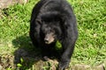 Asiatic black bear in its grassy enclosure at the Saigon zoo