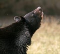 Asiatic Black Bear looks up