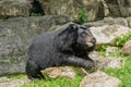 Asiatic black bear lying on the rocks Royalty Free Stock Photo