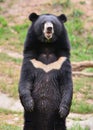 Asiatic black bear Royalty Free Stock Photo