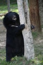 Asiatic black bear