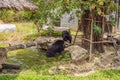 Asiatic Black Bear in the pond on a summer day Royalty Free Stock Photo