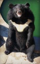 Asiatic black bear sitting on the ground Royalty Free Stock Photo