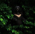 Asiatic black bear standing in the dark forest Royalty Free Stock Photo
