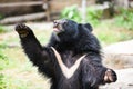 Asiatic black bear standing and relax in the summer - Black bear with chest The V shape is white wool Royalty Free Stock Photo
