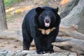 Asiatic black bear