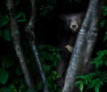 Asiatic black bear in tropical rainforest at night Royalty Free Stock Photo