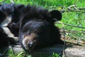 Asiatic black bear (Ursus thibetanus Royalty Free Stock Photo