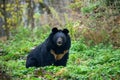 Asiatic black bear Ursus thibetanus Royalty Free Stock Photo