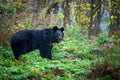 Asiatic black bear Ursus thibetanus in the autumn forest Royalty Free Stock Photo