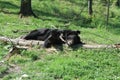 Asiatic black bear (Ursus thibetanus Royalty Free Stock Photo