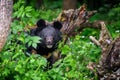 Asiatic black bear Ursus thibetanus in summer forest. Wildlife scene from nature Royalty Free Stock Photo