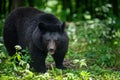 Asiatic black bear Ursus thibetanus in summer forest. Wildlife scene from nature Royalty Free Stock Photo