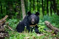 Asiatic black bear Ursus thibetanus in summer forest. Wildlife scene from nature Royalty Free Stock Photo