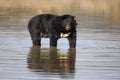 Asiatic Black Bear, Ursus thibetanus, Royalty Free Stock Photo