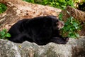 Asiatic black bear Royalty Free Stock Photo