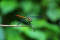 Asiatic blood tail dragon fly, Lathrecista asiatica, Nanded District, Maharashtra