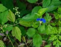 Asiatic Dayflower, Commelina communis