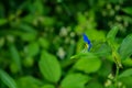 Asiatic Dayflower, Commelina communis