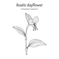 Asiatic dayflower Commelina communis , medicinal plant