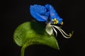 Asiatic Dayflower