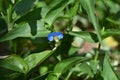 Asiatic dayflower