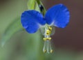 Asiatic Dayflower Mouse Ears - Commelina communis