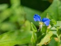 Asiatic Dayflower or Mouse Flower Royalty Free Stock Photo
