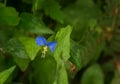 Asiatic Dayflower or Mouse Flower