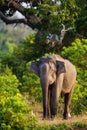 Asiatic Elephant bull in musth as it chases everything around the waterhole