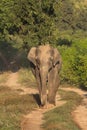 Asiatic Elephant, Corbett Tiger Reserve, Uttarakhand, India
