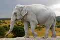 Asiatic elephant (Elephas maximus) Royalty Free Stock Photo