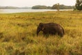 Asiatic elephant Elephas maximus going in the busn grass