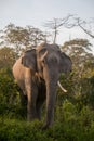Asiatic Elephant, Elephas maximus indicus, Assam, India