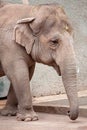Asiatic elephant (Elephas maximus) walking Royalty Free Stock Photo