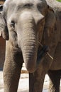 Asiatic elephant with toothpick Royalty Free Stock Photo