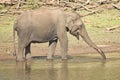 Asiatic Elephant or Tusker taking mud bath at Nagarhole National Park or Kabini, Karnataka,India Royalty Free Stock Photo