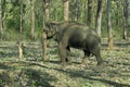 Asiatic elephant- Tuskless bull