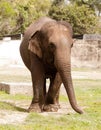 An asiatic elephant