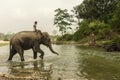 An Asiatic elephants coming to bath at river with his keeper or trainer with selective focus