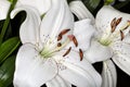 Asiatic Eyeliner Lilies