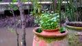 Asiatic growing inside Clay pots