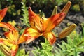 Asiatic hybrid lilium `Cancun` orange and yellow flowers Royalty Free Stock Photo