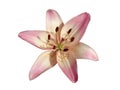 Asiatic hybrid liliy `Rosella`s Dream` pink-white flower isolate Royalty Free Stock Photo