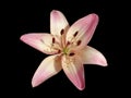 Asiatic hybrid liliy 'Rosella's Dream' pink-white flower isolate Royalty Free Stock Photo