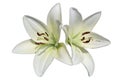 Asiatic hybrid lily `Apollo` two white flowers isolated on white Royalty Free Stock Photo