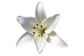 Asiatic hybrid lily `Apollo` white flower isolated on white