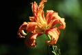 Asiatic Hybrid Lily 815640